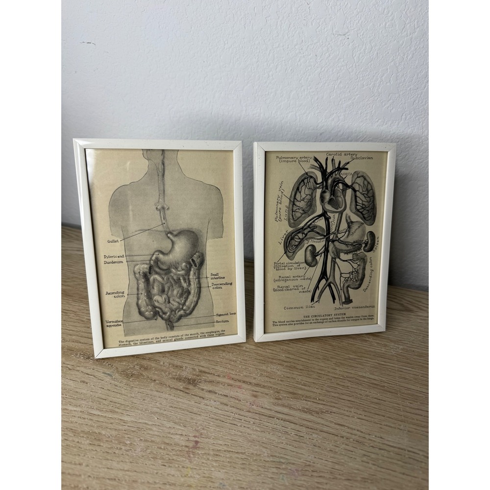 Human Anatomy Framed Art Medical Illustrations Digestive & Circulatory System